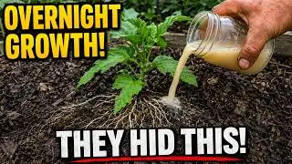 Roots Will Immediately Explode And Triple Your Harvest &mdash; Water Once With This!