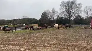 Faith N Friends Horse Rescue and Sanctuary