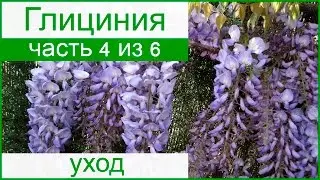 🥀 Уход за глицинией в саду, болезни и вредители глицинии и борьба с ними