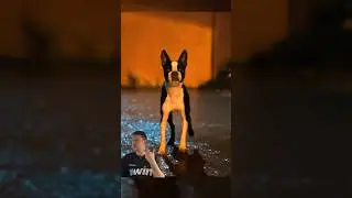 🎬Отвязные дворняги: свобода, которая пугает#shorts #filmtok #cinemavibes #youtubeshorts #viralvideo