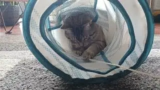 Tunnel of Fun: Watch This Playful Cat Swipe at String