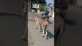 Today I found a donkey walking 🐾