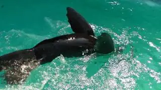 Foka krznasica Bert - South African fur seal - Arctocephalus pusillus