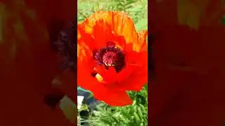 Mohn @NaturgartenEuring