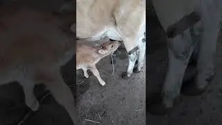 Bezerra pa&ccedil;oca mamando #coisasdaro&ccedil;a #gado #fazenda #vidanaro&ccedil;a #vaca #animals #farming