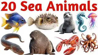 20 Sea Animals Names in English for Kids | Ocean Creatures Learning | Toddler Educational Video