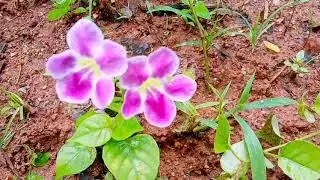 No. 16 / Chinese Violet (NadanPetunia)
