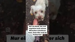 Probleme beim R&uuml;ckruf? Das k&ouml;nnte die L&ouml;sung sein! #hunde