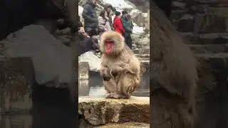 🐒 Nagano Snow Monkey Park
