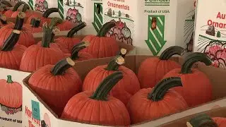 Pumpkins steal the show at bustling Buffalo Valley Produce Auction