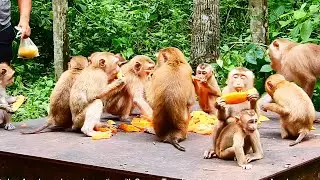 Orphan Angela monkey enjoys eating with Sovana Team happily but Lauy take care Angela