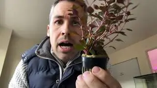 Ludwigia Mini Super Red - Fast Growing Aquarium Plant, Easy, Great Colours, up to 30cm height