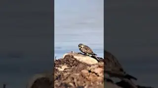 Sarvikl&otilde;oke (Eremophila alpestris; Horned Lark)... Eesti elurikkus