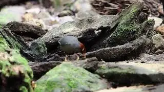 Chestnut-hooded Laughingthrush