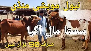 Neval Mandi 2023 | Yousuf Goth Mandi 2023 Latest Rate Update Seasion 2023 | 17-MAY-2023