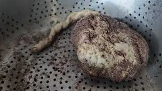 Placenta Encapsulation: How I made pills at home