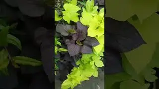 amazing plants #iloveplants #summerplants#beautifulplants