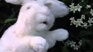 Rabbit TV - plants in the garden