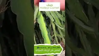 أصناف فاكهة التنين