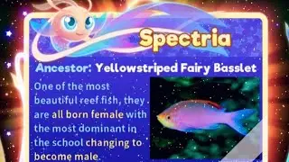 Super Starfish 💫🌟 Rare Fish 🐠 SPECTRIA💞🌈🏳️&zwj;🌈