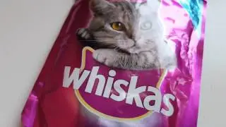 Types Of Food Which Makes Your CAT GAIN WEIGHT.
