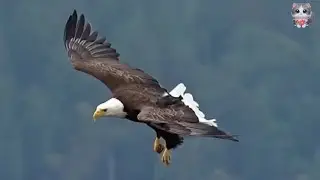The Eagle and the Kindhearted Girl: Helping an eagle attacked by its kind.