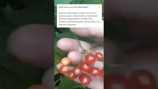 Bittersweet nightshade | Solanum Dulcamara