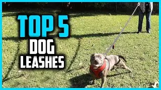 ✅Top 5 Best Dog Leashes in 2025