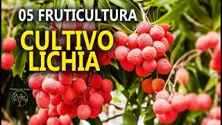 Lichia Mudas, Podas e Cuidados16⁰ Encontro de Fruticultura entre Produtores em Jarinu SP