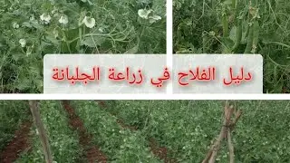 زراعة الجلبانة من البذور -البازلاء- جميع المعلومات التقنية(الأصناف، التربة، التسميد، السقي، الأمراض)