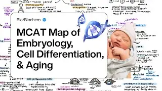 MCAT Embryology, Cell Differentiation, & Aging - Bio/Biochem Review