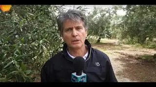 Dodina per combattere occhio di pavone su olivo: Syllit