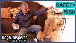 Cesar Confronts Highly Reactive Cocker Spaniel | Dog Whisperer With Cesar Millan