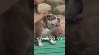 5 Fun Facts About The Bulldog