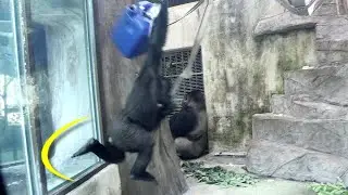Gorilla Jabali,Ringo had dinner with playing in the glass house金剛猩猩Jabali,Ringo邊吃晚餐邊玩Jabali踢玻璃拿樹枝旋轉