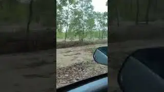 jungle safari and offroading with family by Datsun redigo. 😲😲😱 #youtubeshorts #trending