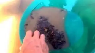 Gold panning southern Ohio