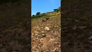 Best Cape Town Dog Walker