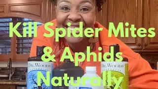 I Stopped Spider Mites & Aphids With This ONE Natural Spray!