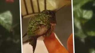 Rescued hummingbird returns to Georgia man every spring