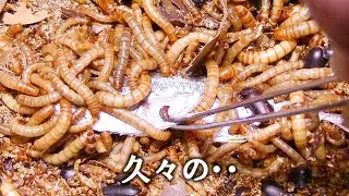 ミルワーム・マニアックス　～ミルワーム飼育上級者編03～　ミルワーム養殖の匙加減と、幼虫成虫同時飼育による計画的ダウンタイム。