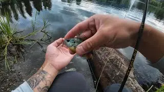 Easy Summer Fishing at Lafarge Lake &ndash; Pumpkinseed Everywhere!