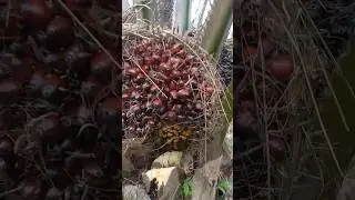 Gak di sangaka pokok rendah ini buah nya mantap‼️😳🤣#dodossawit #pokokrendah