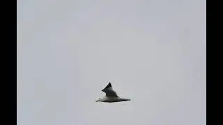 Seagull Photo 25