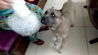 Strong Dog American Bully Baby Bruno Scared Of Bubble Foam