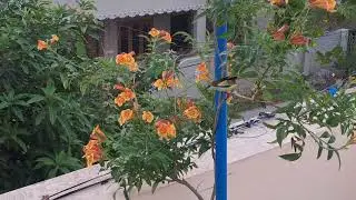 Sun birds 🐦&zwj;⬛ drinking nectar from Bell Flowers ll sunbird ll Bell flowers 