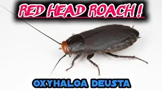 Red Head Roach Colony, Oxyhaloa deusta