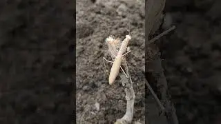 Gemeine Europ&auml;ische Gottesanbeterin Maringgele Praying Mantis religiosa Tier Monster Insekt #shorts