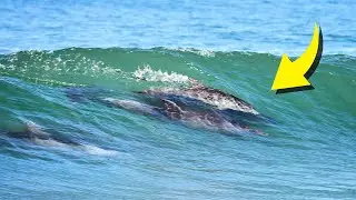 DOLPHINS Surf Waves | Canon R5 | Canon RF 100-500mm Lens