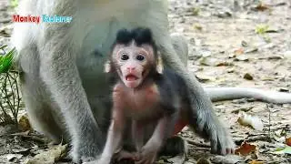 Beautiful baby monkey Michael is really cute & adorable face/ Michael is so lovely & gorgeous boy.